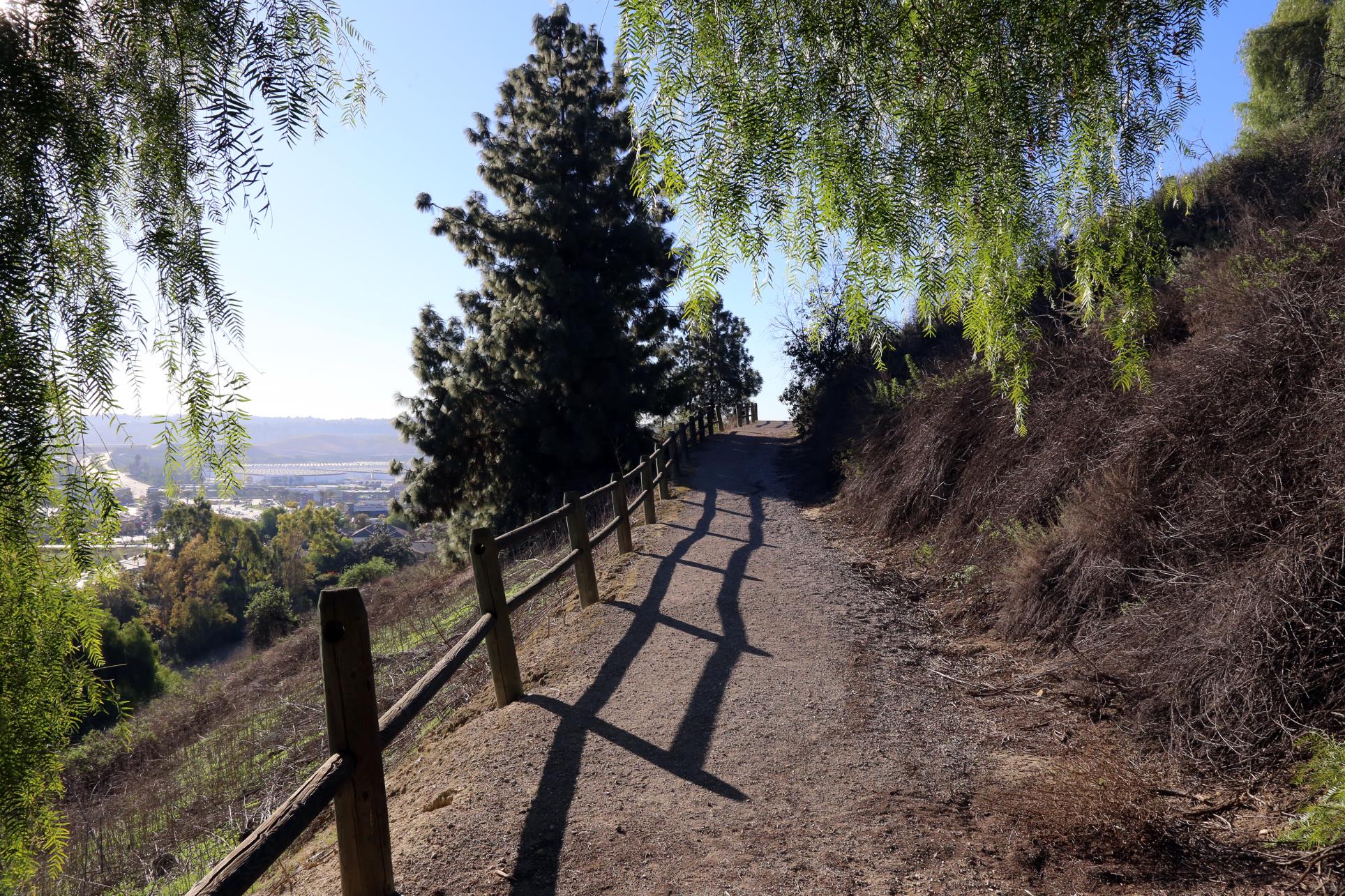 Trail With Trees